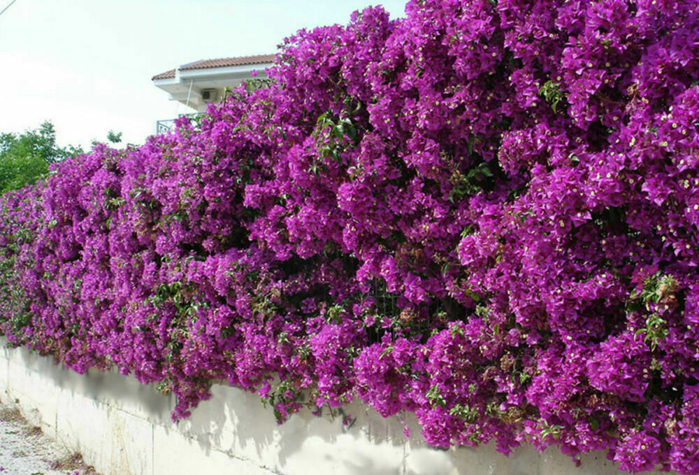 Well Rooted **VIOLET** Live Bougainvillea starter/plug plant*
