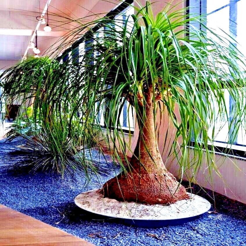 Ponytail Palm Tree Seeds Beaucarnea recurvata Elephant Foot Indoor House Plant