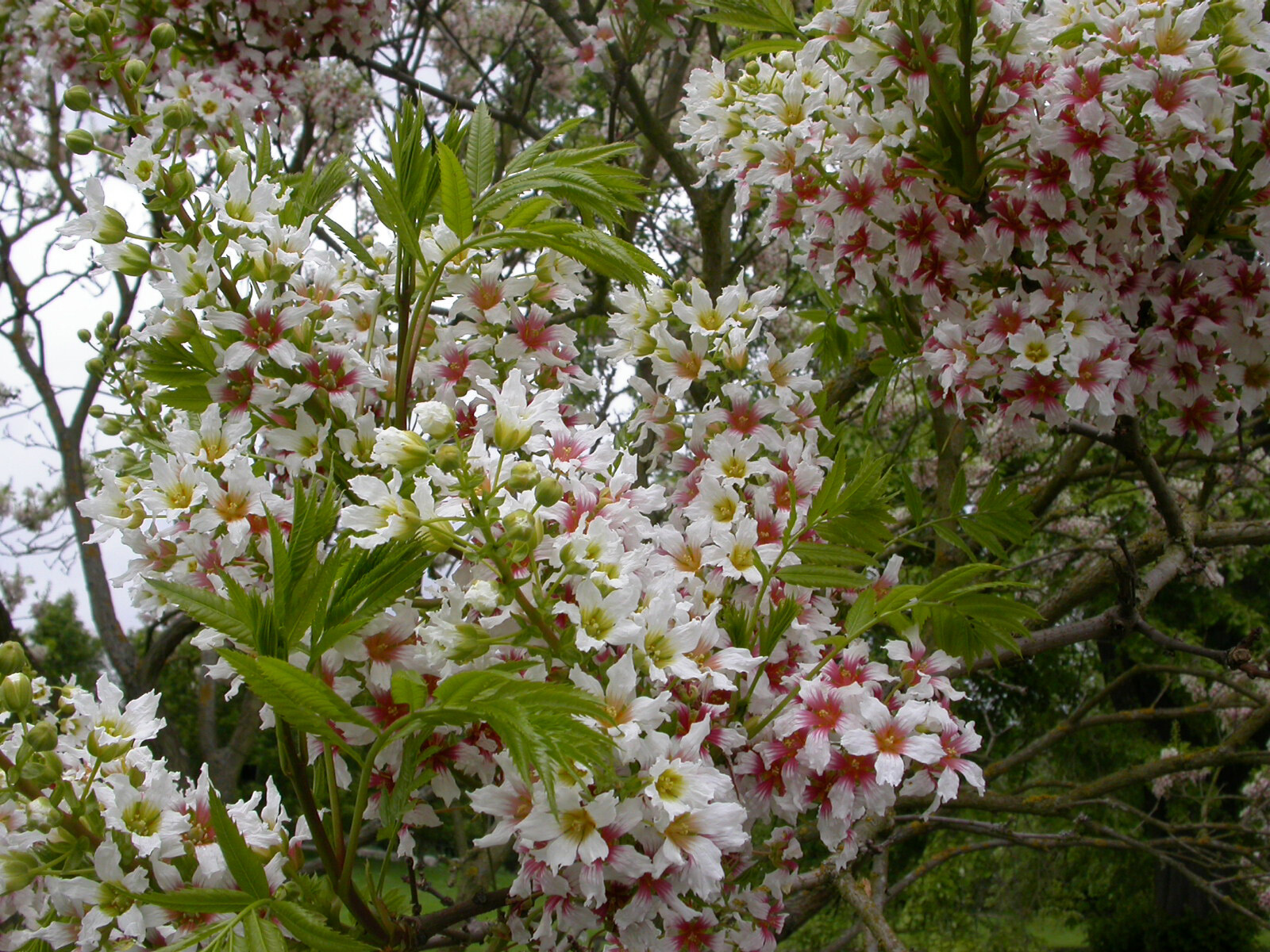 Yellowhorn Xanthoceras sorbifolium, Tree Seeds