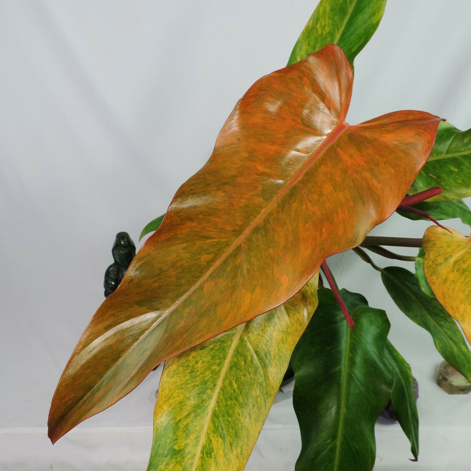 Philodendron Orange Marmalade, Autumn Queen 6″ pot, Fedex 2day