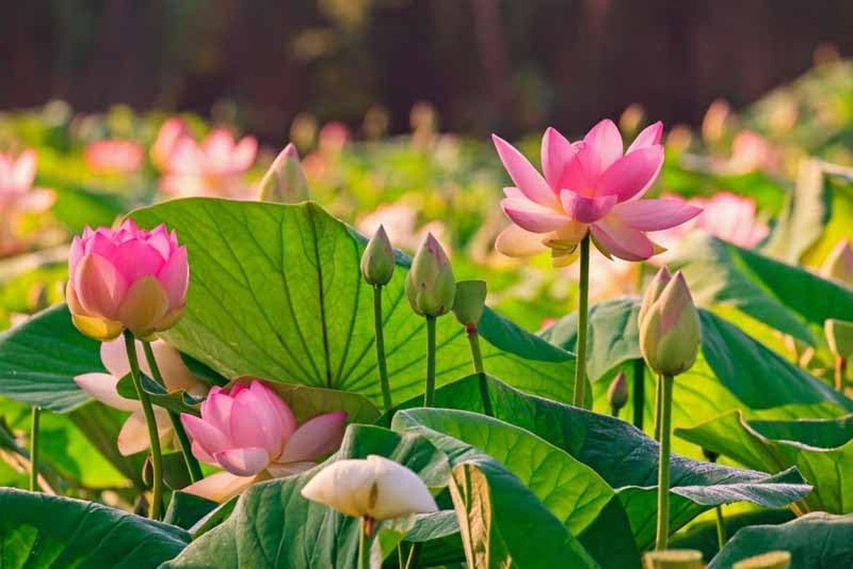 20 Lotus Seeds for Planting in Water – Precut Mixed Color Lotus Flower Seeds – W