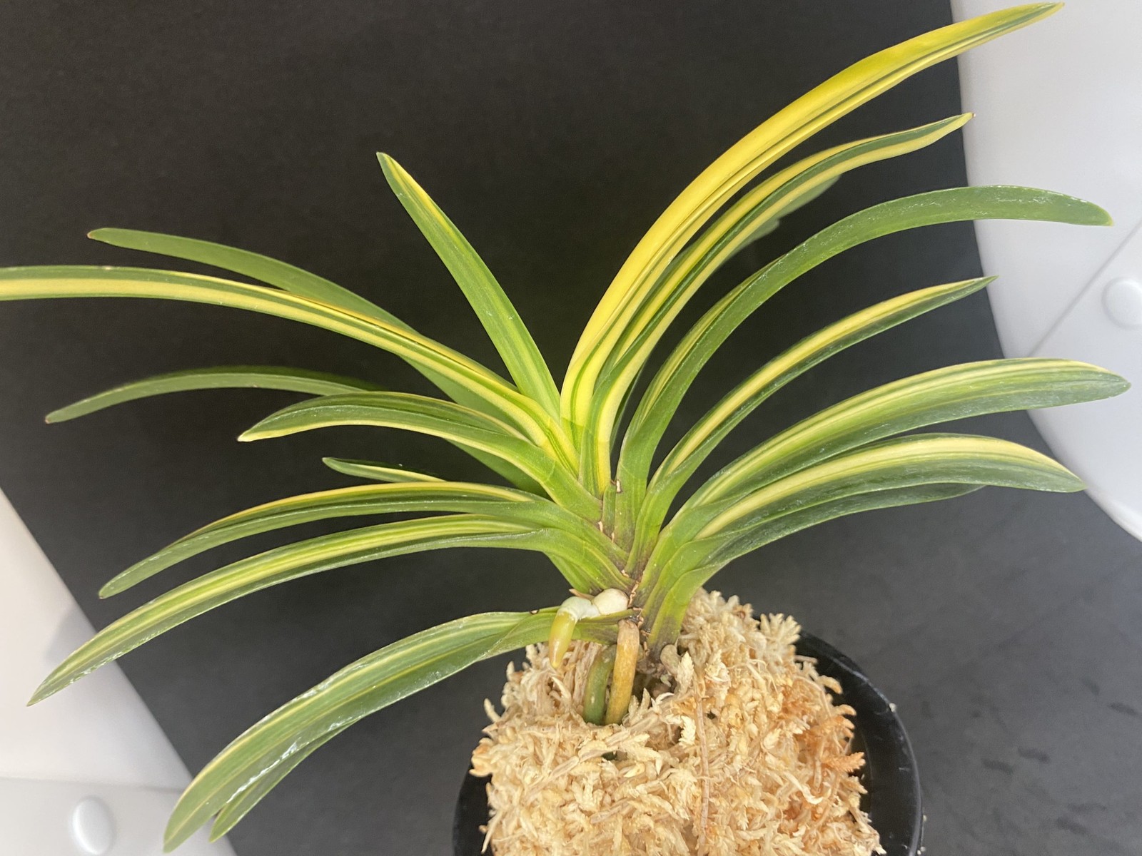 Neofinetia falcata A325DK124. TENRYO 天領
