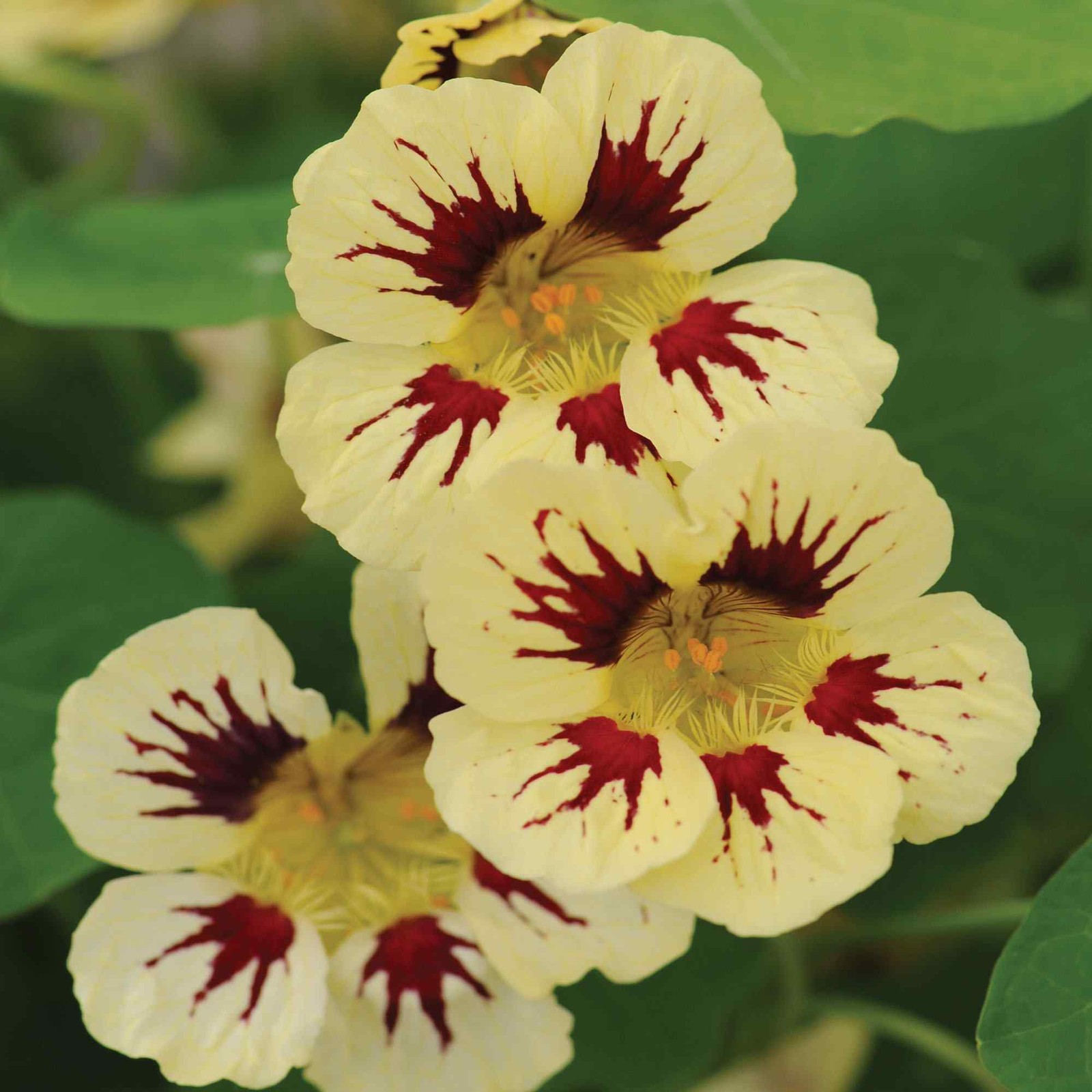 25 Seeds Tropaeolum majus Orchid Cream Nasturtium Vine & Flower Seeds