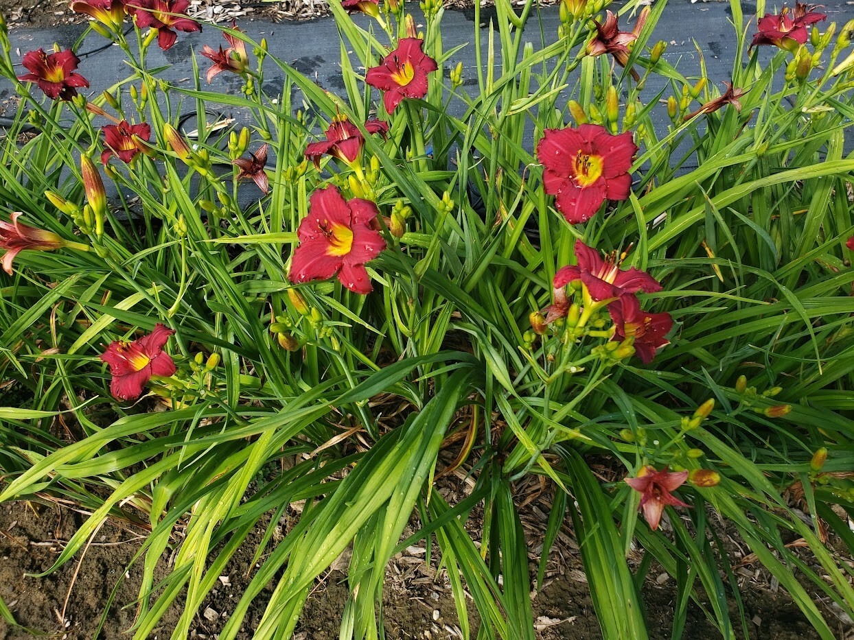 Daylily Seeds Pardon Me Reblooming Daylily Hemerocallis seeds 20+