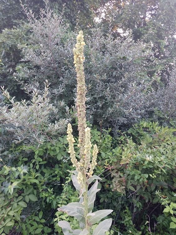 150 Seeds Great Mullein (Verbascum Thapsus) Heirloom – Fresh from 2023 Harvest