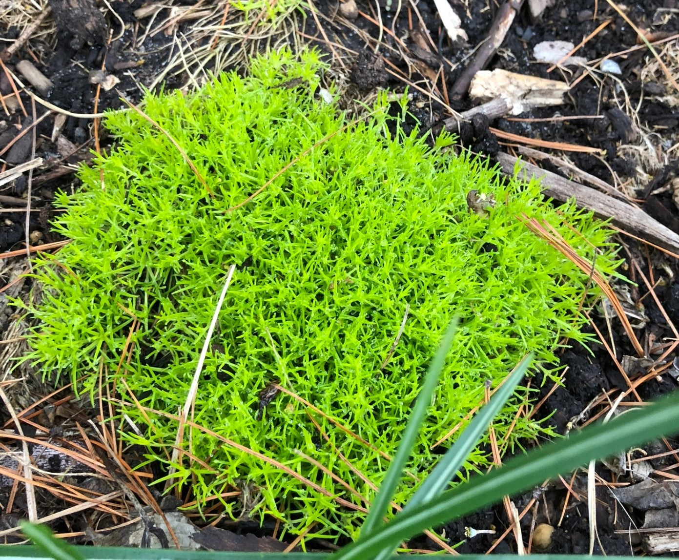 Irish Moss 250-5,000+ Seeds (Sagina subulata) Pearlwort