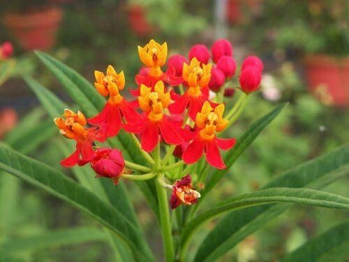 Milkweed TROPICAL Bloodflower Asclepias Monarch Butterfly Host Plant 100 Seeds