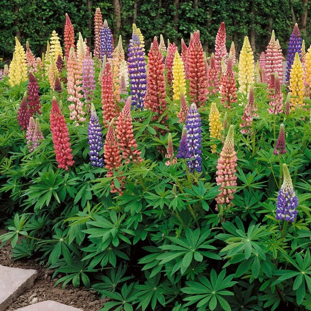 Attract Pollinators: Russell Lupine Seeds Mix – 1 Lb.