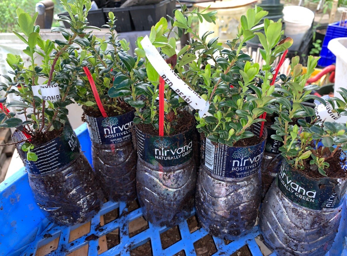 Red Pearl Lingonberry plant, well rooted plant 3-5 inches tall