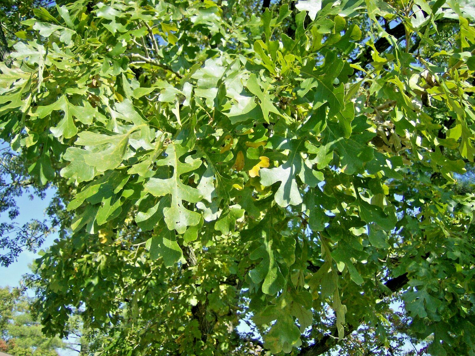 12 BUR OAK ACORNS – Quercus macrocarpa