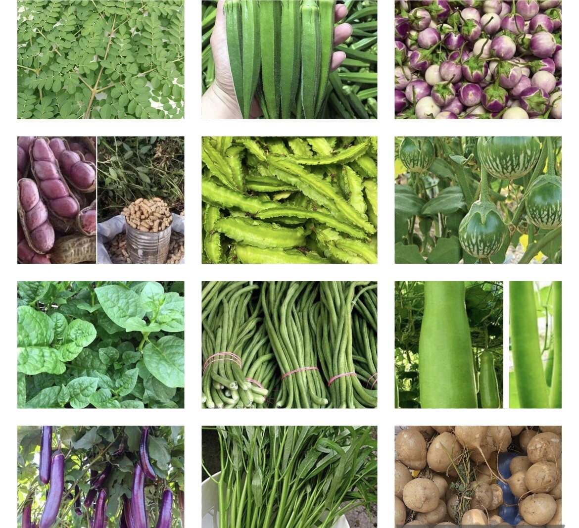 20 Packets- Asian Vegetable Seeds for Planting- Grow your Own Food. NON GMO