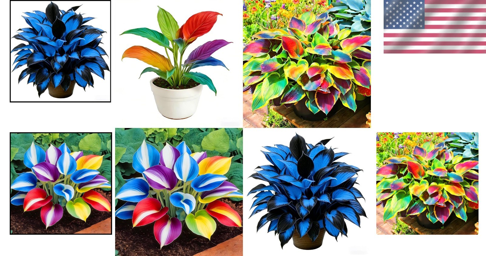 Rare 310+pcs Hosta Flower Seeds – Vibrant Perennial Mix for Shaded Gardens