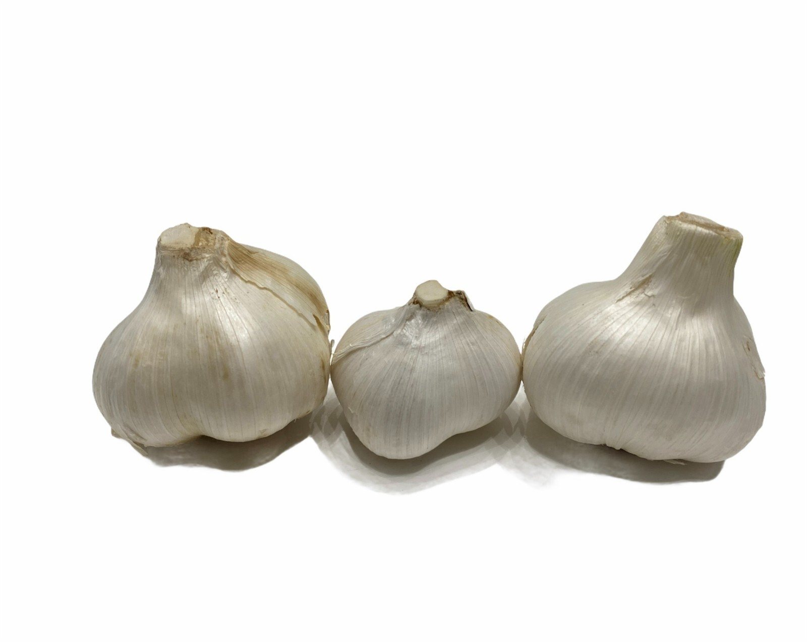 Elephant Garlic (Ajo Elefante) Sorted Bulbs! Great for Fall Planting!