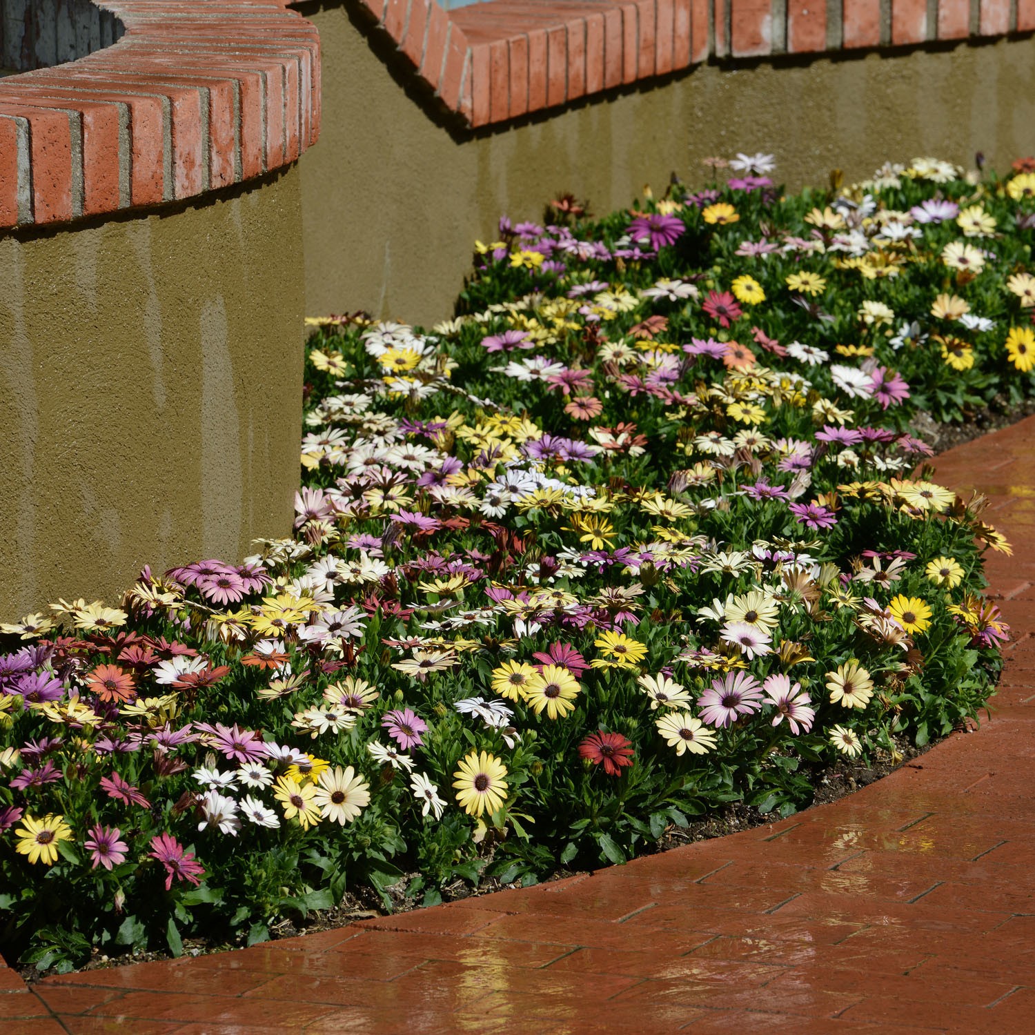 20 Seeds Drought Tolerant Osteospermum African Daisy Grand Canyon Garden