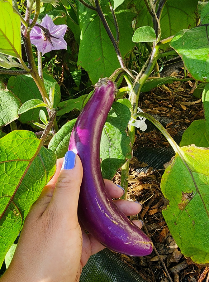 Live Chinese egg Plant – 8″ Tall – 4″ Pot – Edible Vegetable Plant
