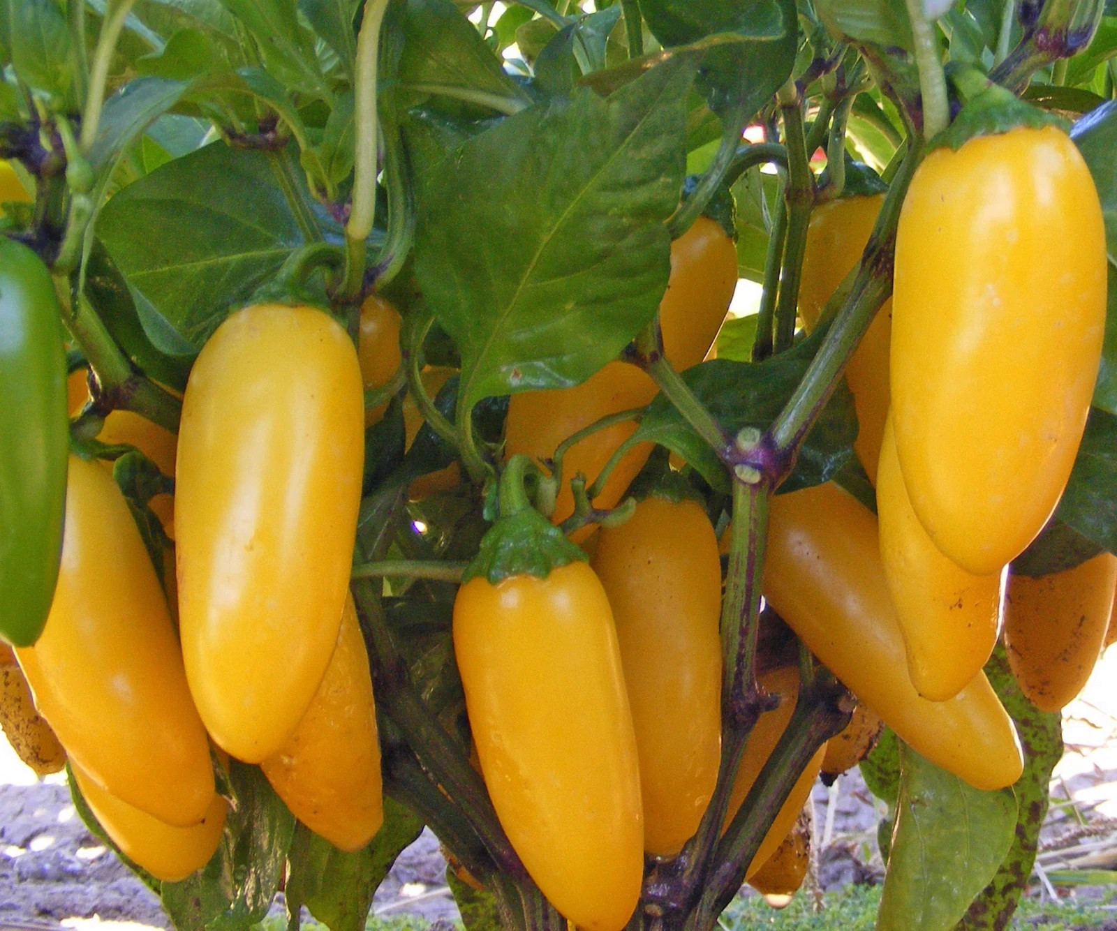 25 LEMON SPICE JALAPENO PEPPER SEEDS ~ 2026 ~ heirloomseedguy ~ USA