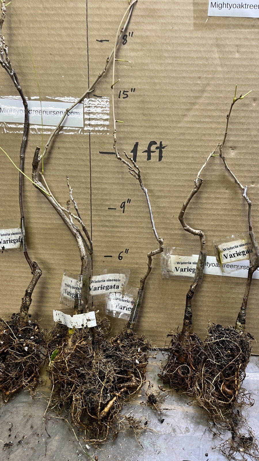 2 year old Wisteria sinensis Variegata 12-18 inches tall, grafted plant