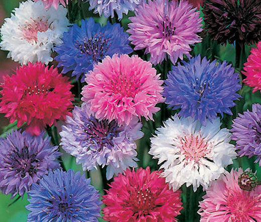 CORNFLOWER POLKA DOT MIXED COLORS DWARF Centaurea Cyanus – 3,000 Bulk Seeds