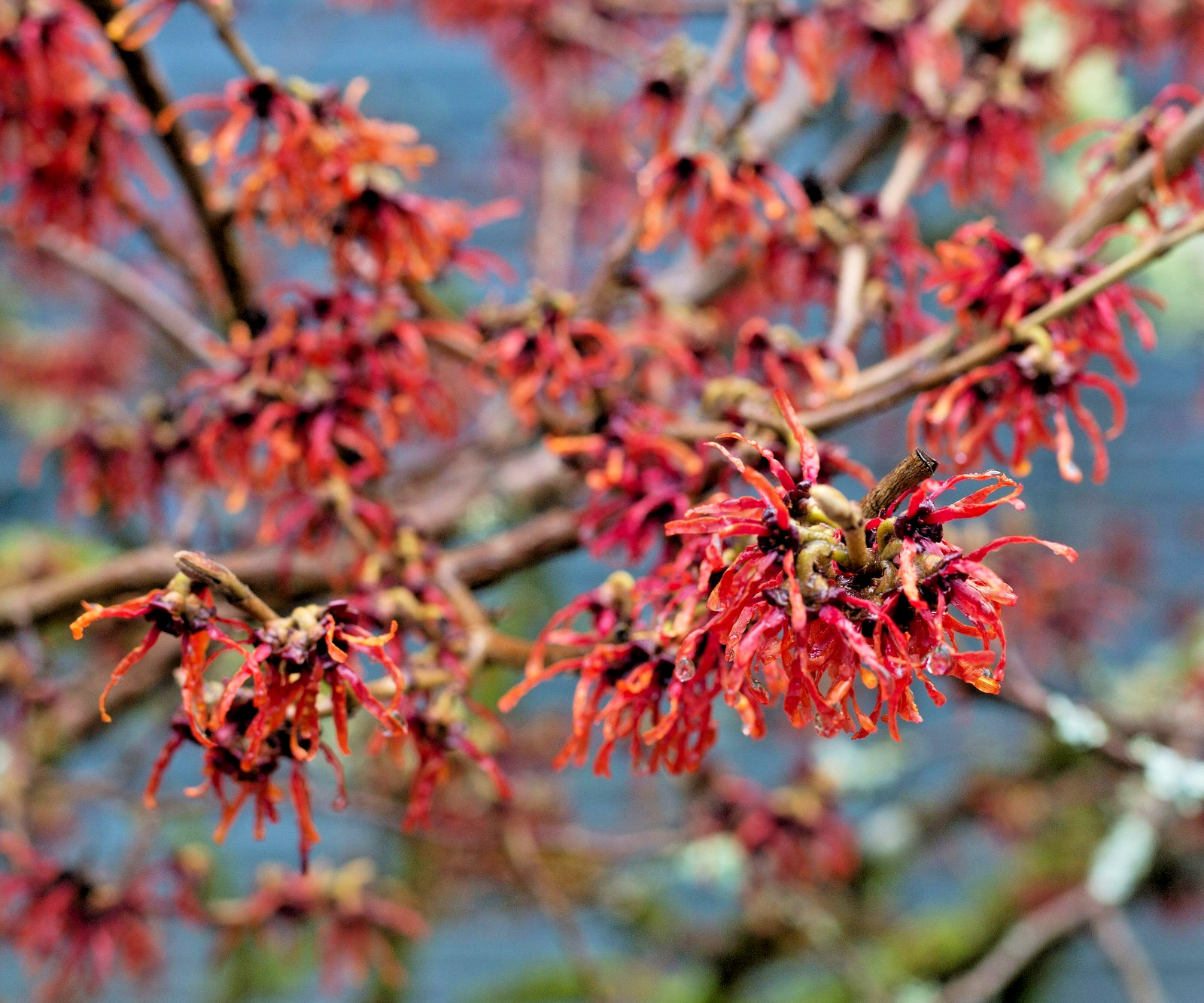 10 LANSING WITCH HAZEL SEEDS – Hamamelis vernalis ‘Lansing’