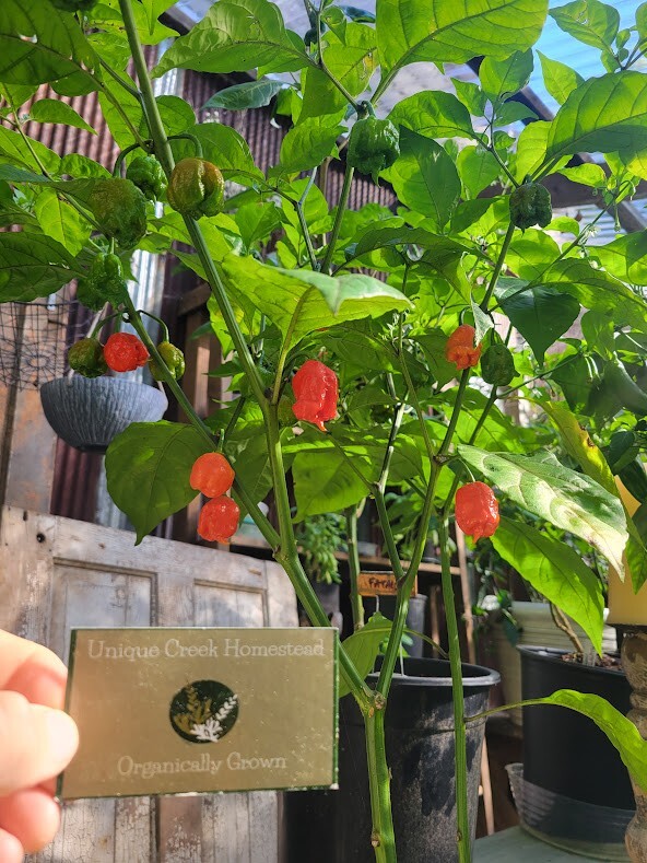 Carolina REAPER Super HOT Pepper Seeds Unique Creek Homestead Certified