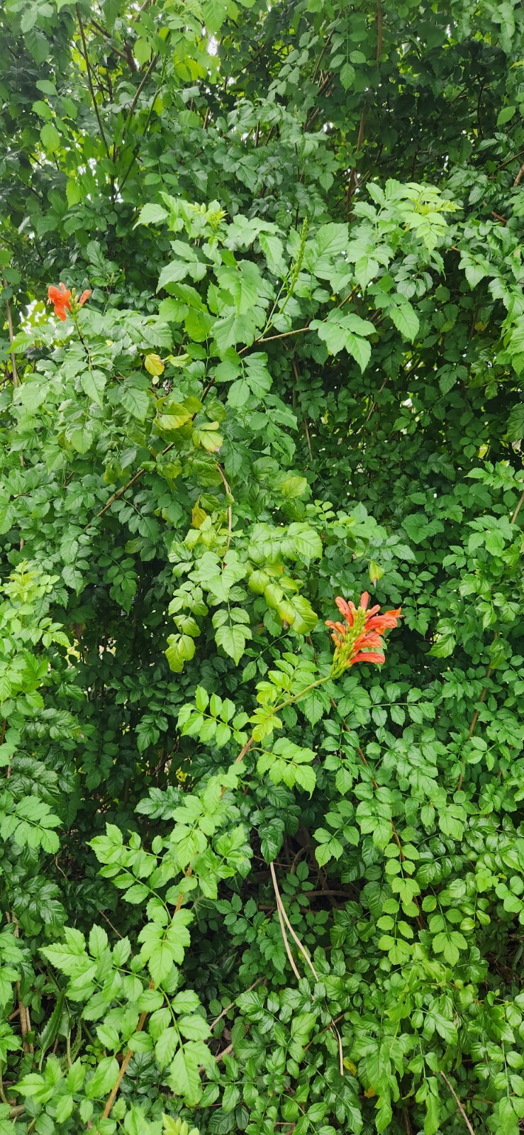 Rooted Cape HoneySuckle – Tecomaria Capensis attracts Butterflies Hummingbirds