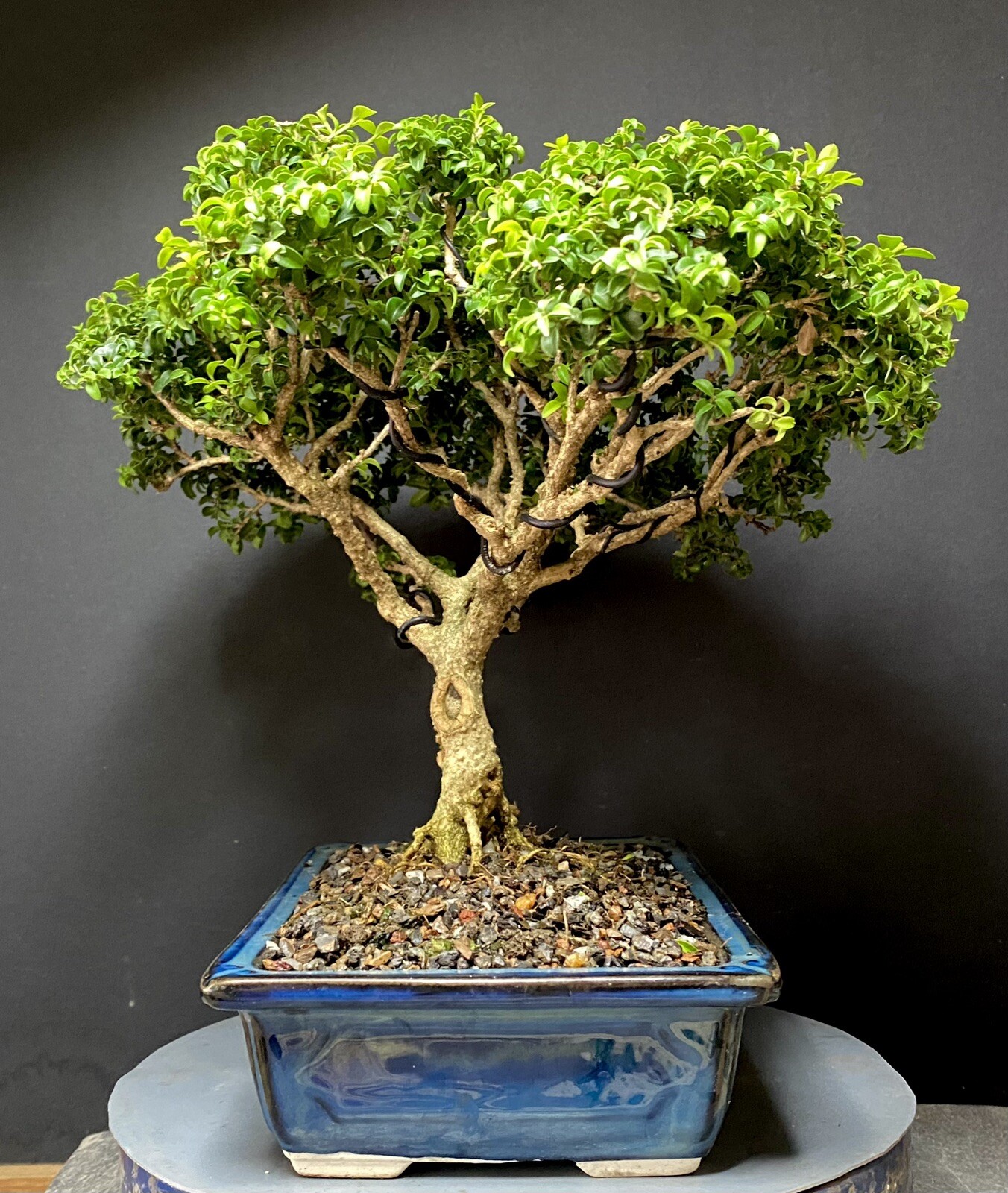 Bonsai Tree Kingsville Boxwood 25-27 Years 11 1/2” Tall, Taiwan Blue Glazed Pot