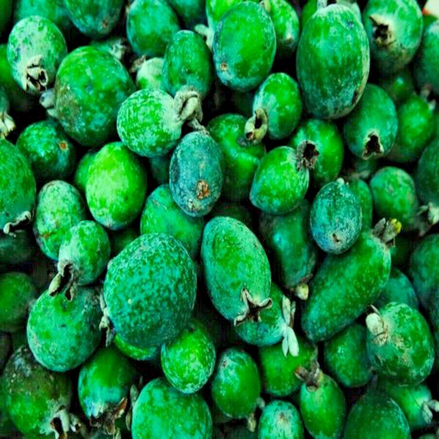 20 PINEAPPLE GUAVA TREE SEEDS “Brazilian Fig Guava Fruit” Tropical Flower Plant