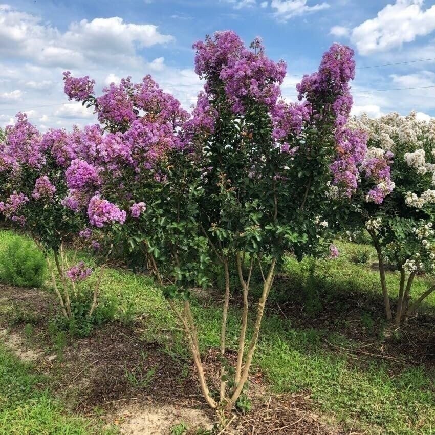 Crape Myrtle Catawba | 2 Inch | Lagerstroemia indica | Flowering Tree Plant