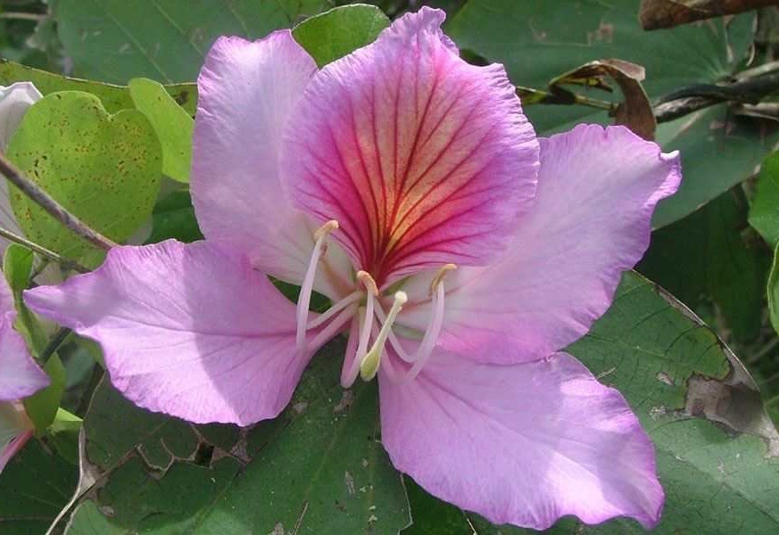 5+ Pink Hong Kong Orchid Tree Seeds FL-Grown Rare Beauty (Bauhinia monandra)