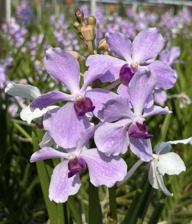Vanda Bleu Claire Semi Terete Vanda Sun Loving Orchid