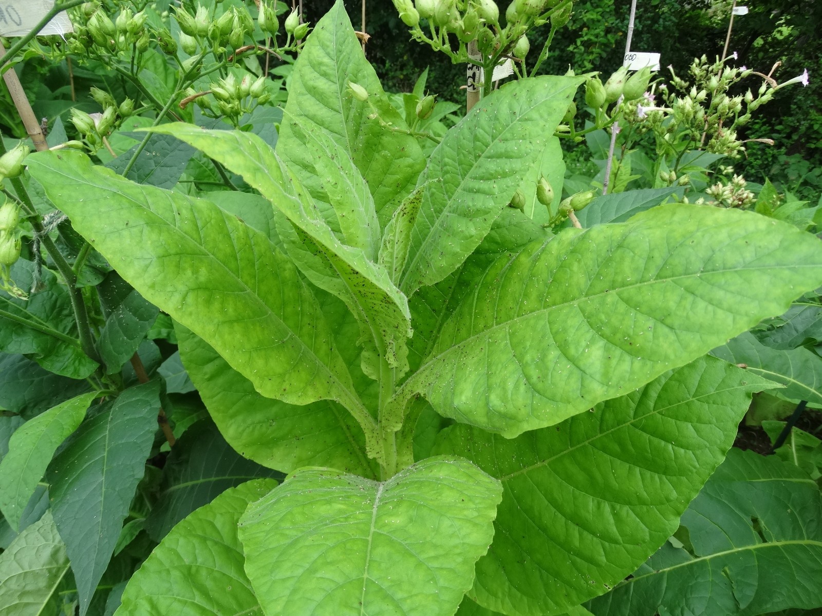 Virginia Gold Tobacco 3000+ seeds Fresh 2023 Crop Growing Instructions Included