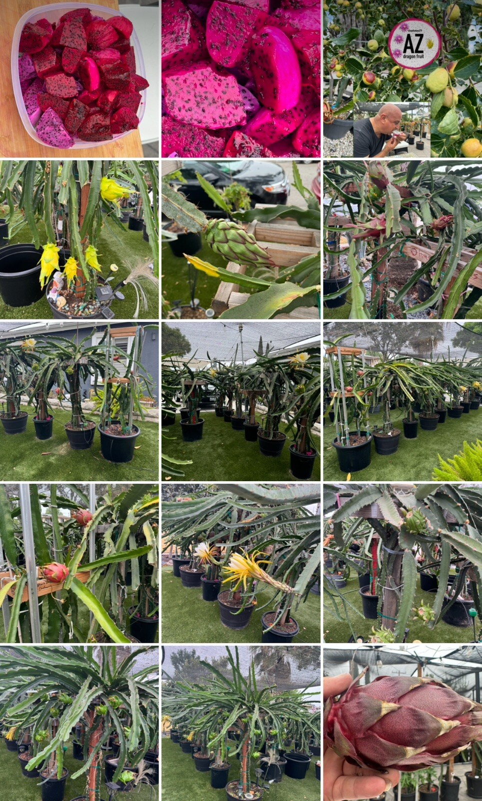 2 Dragon Fruit cuttings 8-12 inches long check The Description ￼ ￼