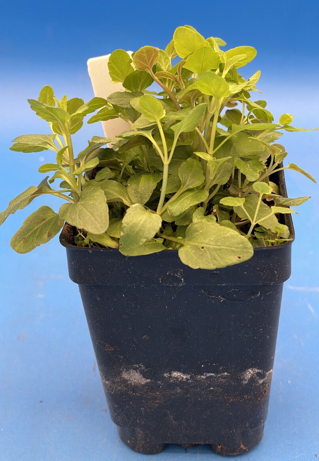 Skullcap, Barbat – Barbed Skullcap- 3″ Starter Pot – Scutellaria Barbata