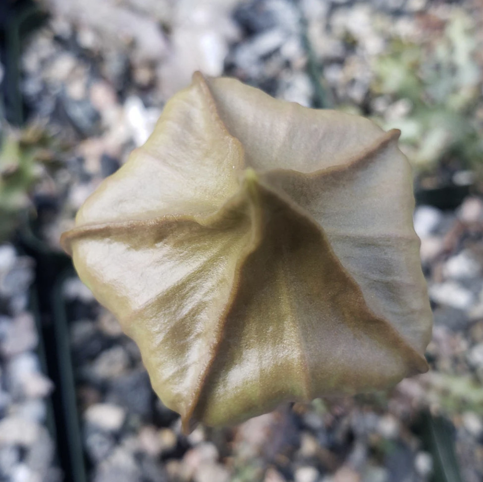 Edithcolea grandis 4″ Persian Carpet Flower Rare Starfish Succulent Plant