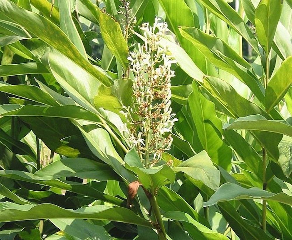 1 Galanga Starter Plug Thai Ginger / Siamese Ginger Alpinia galangal