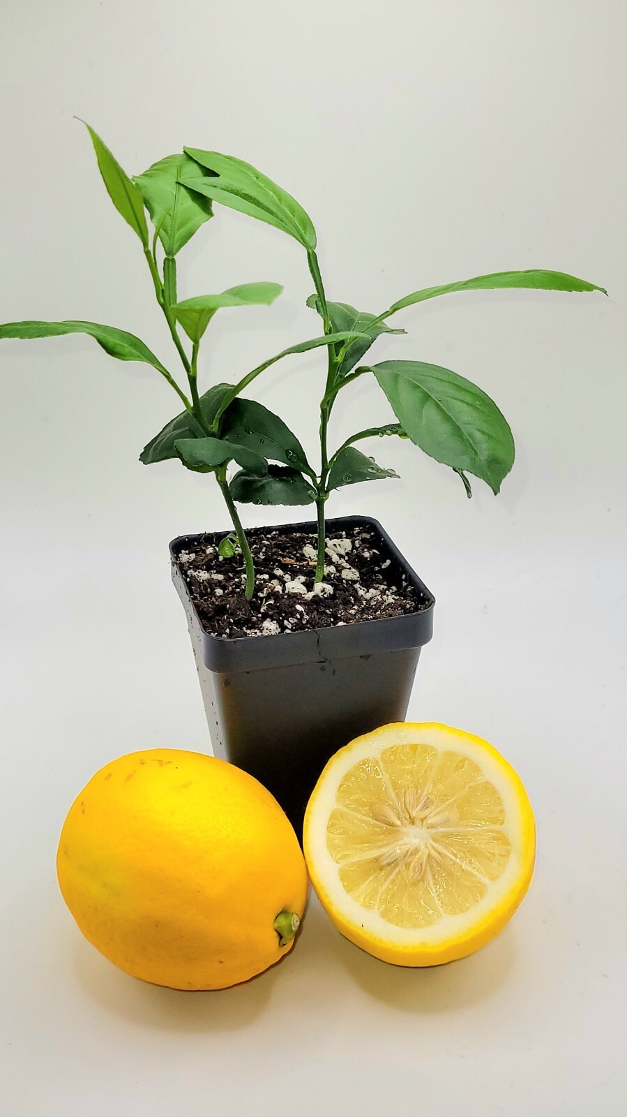 Pot of 2 Meyer lemon seedlings, 3-5 inches tall