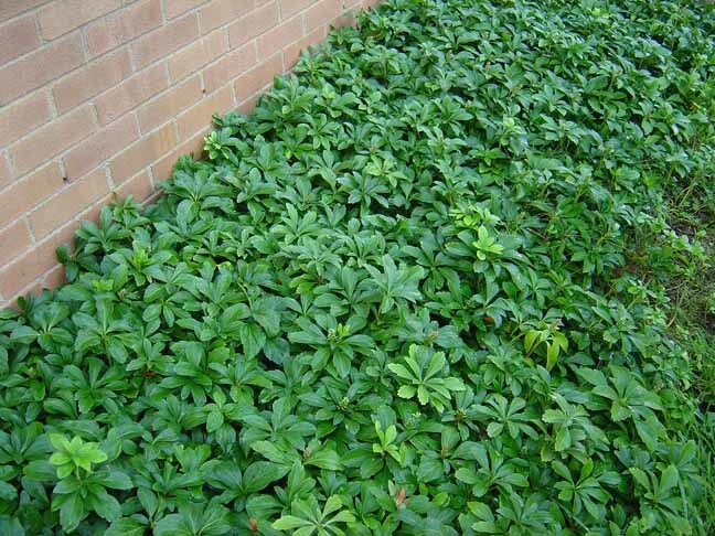 10 Pachysandra procumbens ~Native ground cover~Winter Hardy~Rooted Cuttings