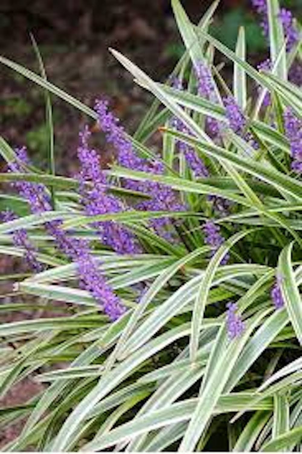 3 Varigated Monkey Grass Bare Roots Liriope muscari ‘Variegata’ Landscape