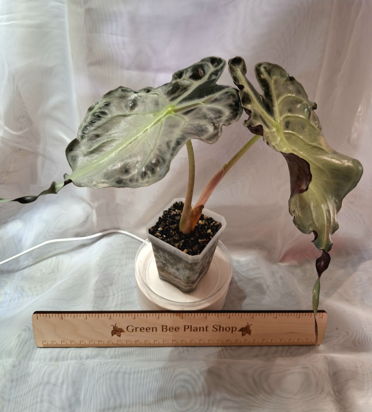 Alocasia Venom – Emergent Leaf 6″ Long – Fully Rooted – Corm Grown – Stunning!