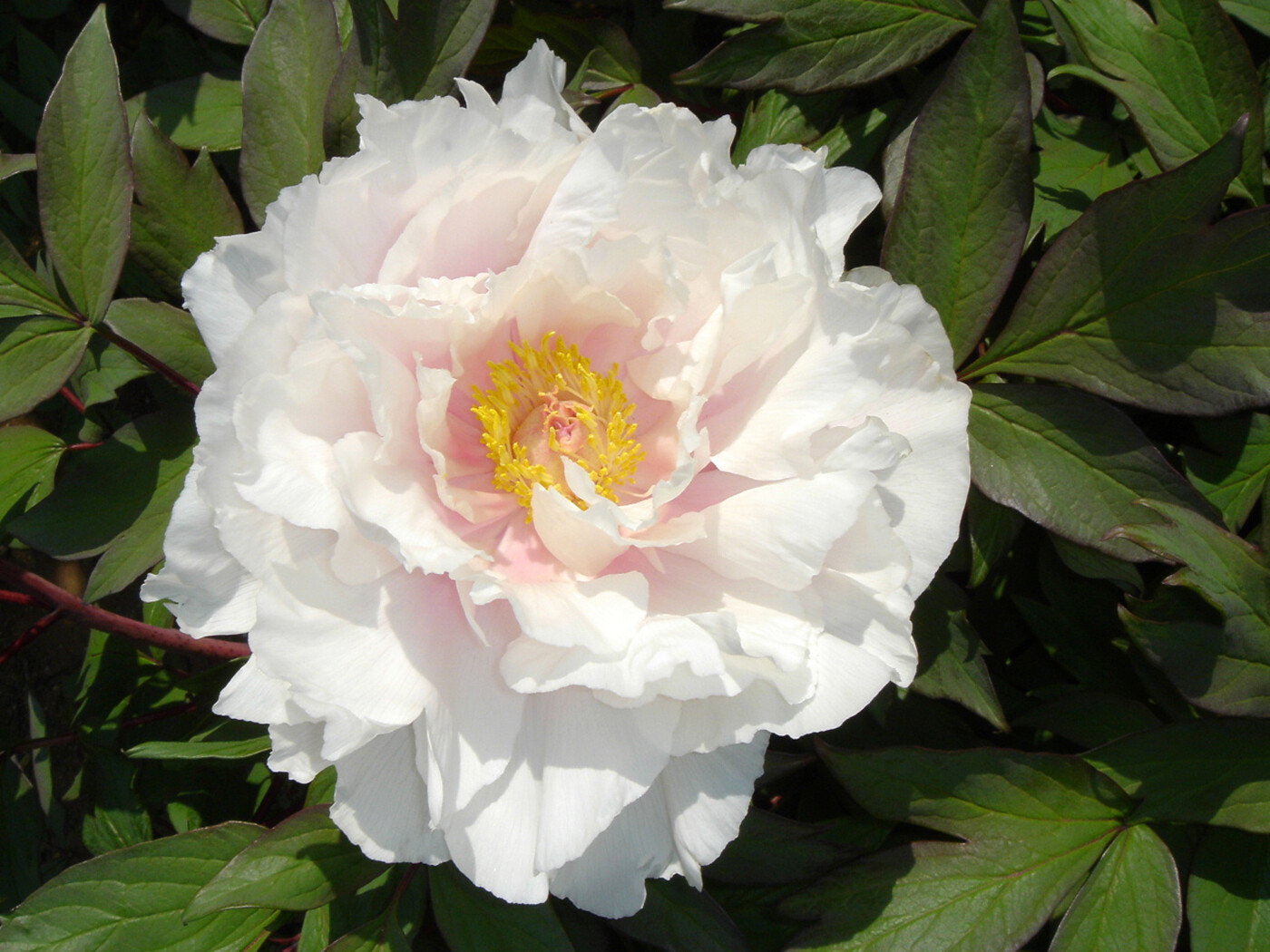 Tree Peony, Paeonia suffruticosa, Seeds