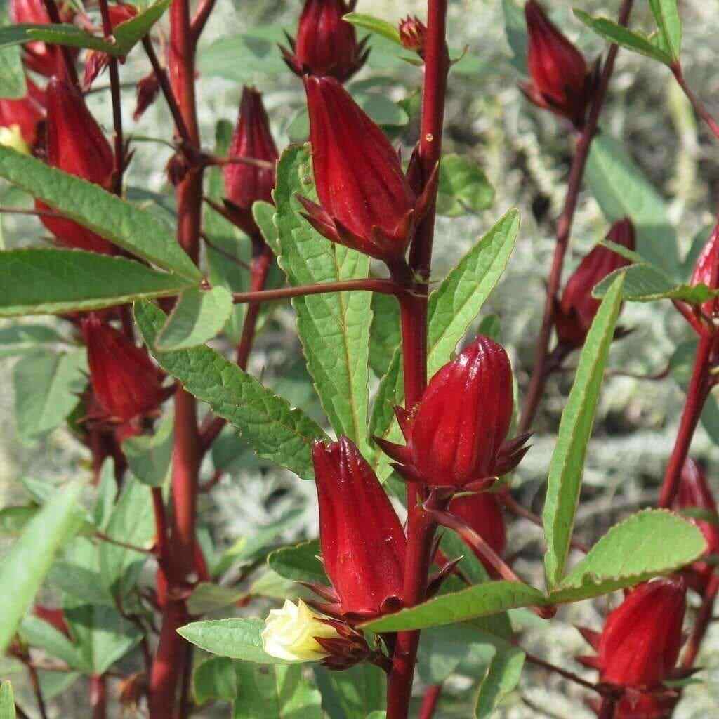 Roselle Seeds, Asian Sour Leaf Hibiscus, Florida Cranberry, FREE SHIPPING