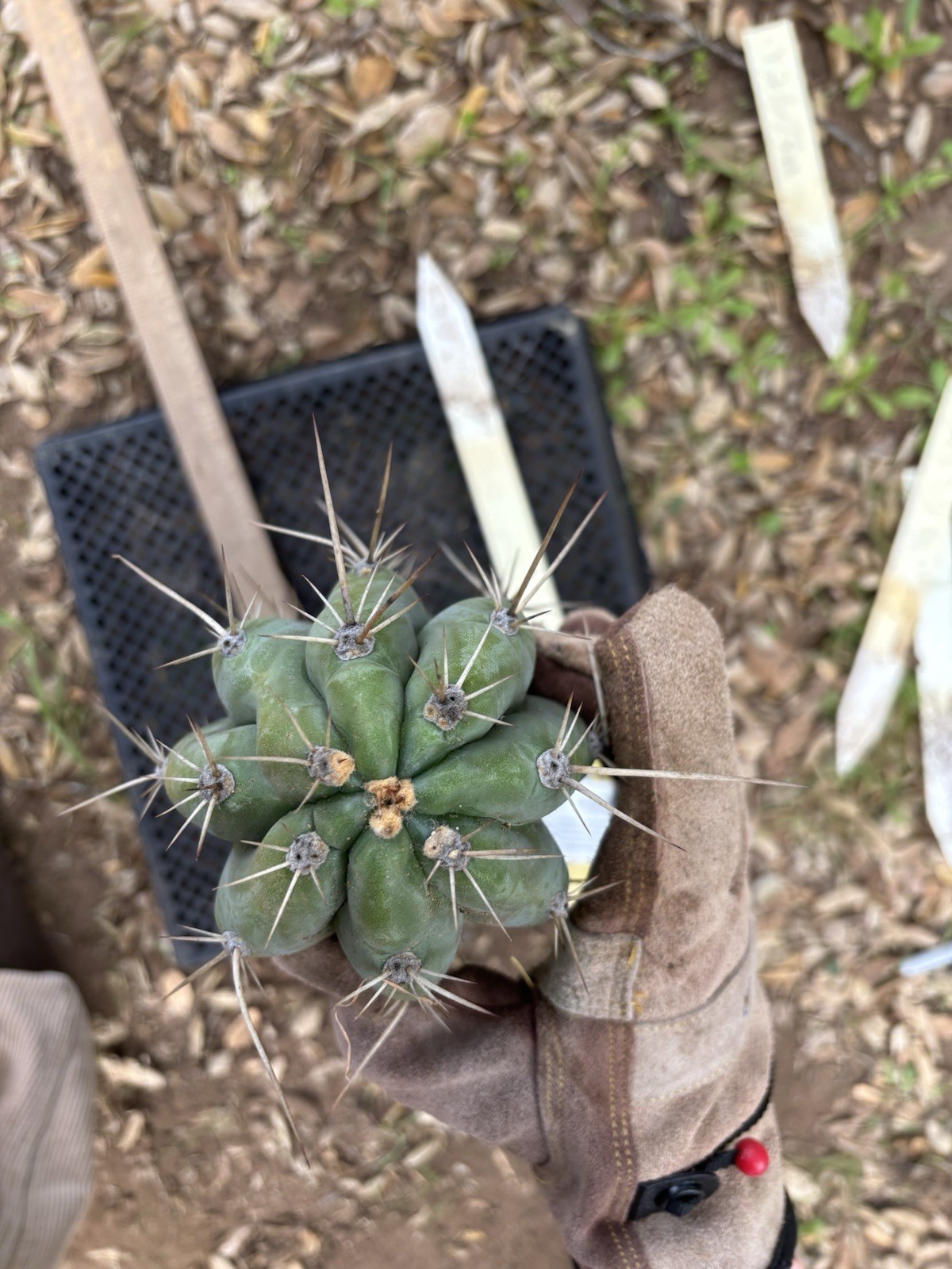 Cactus Cutting Green Live Plant with Thorns Draught Resistant 18-22 in