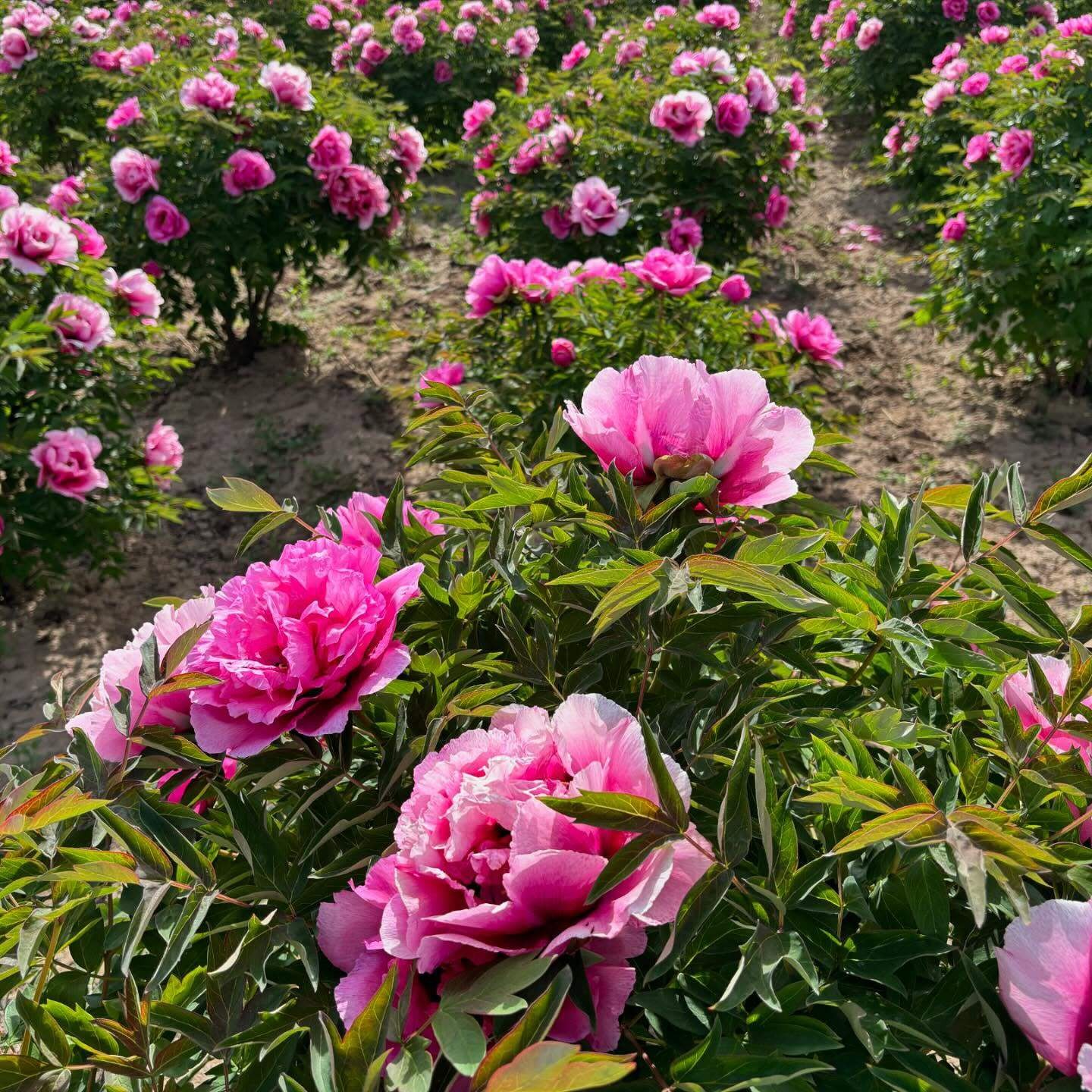 “Pretty lady” large flower tree peony