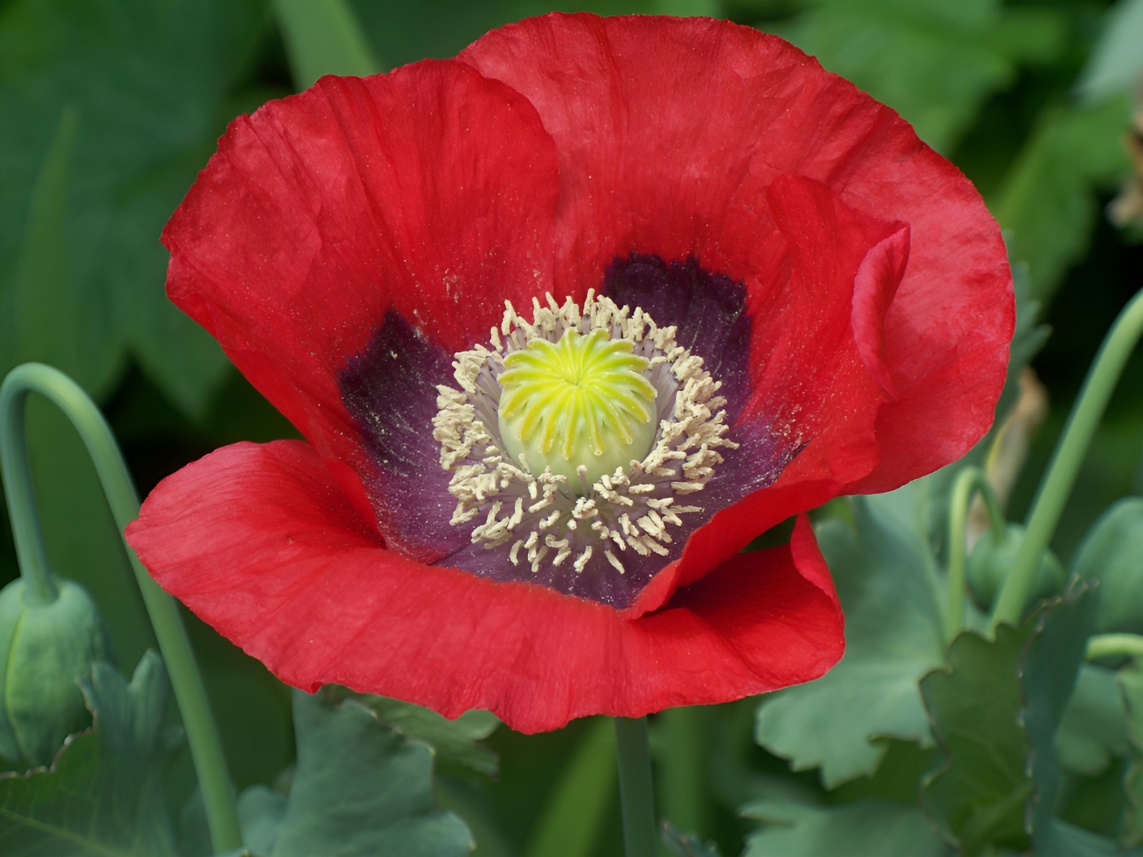 1,000 Turkish Red Poppy Seeds – P. Somniferum – Giant Scarlet Red Blooms