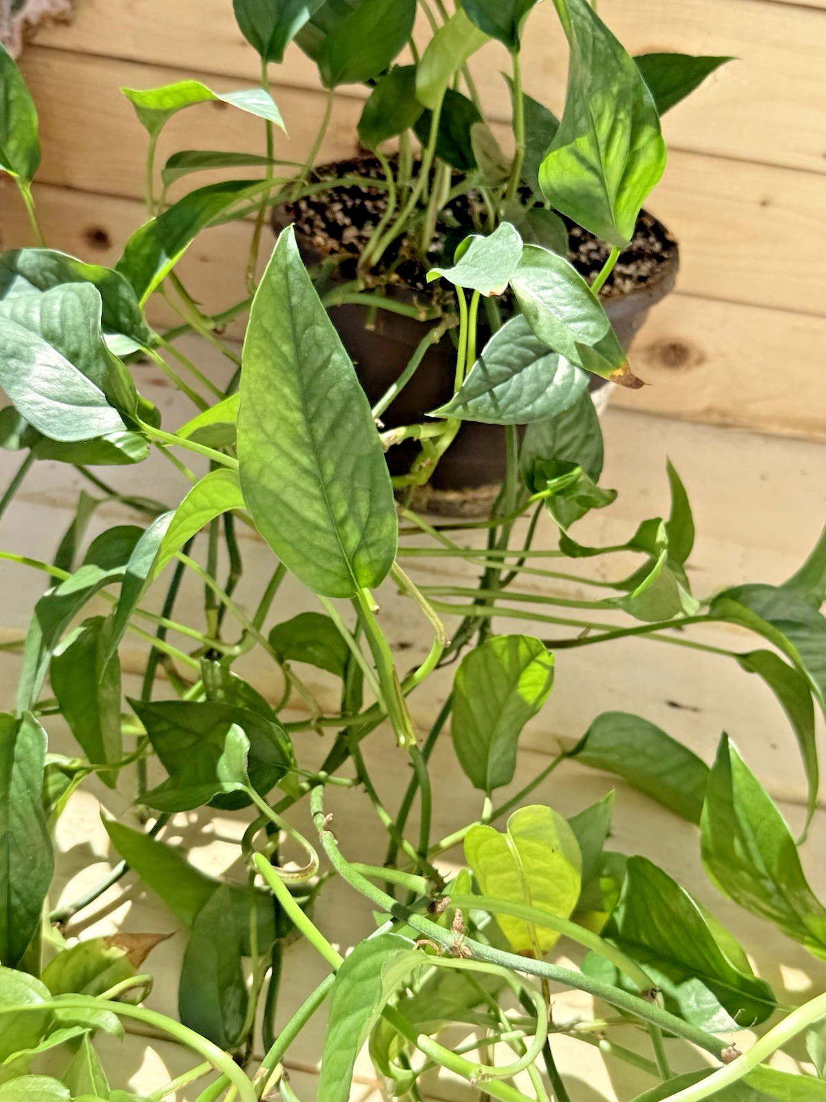 Skeleton Key Epi – Rooted in 6 inch Hanging Pot – Trailing! So Long!