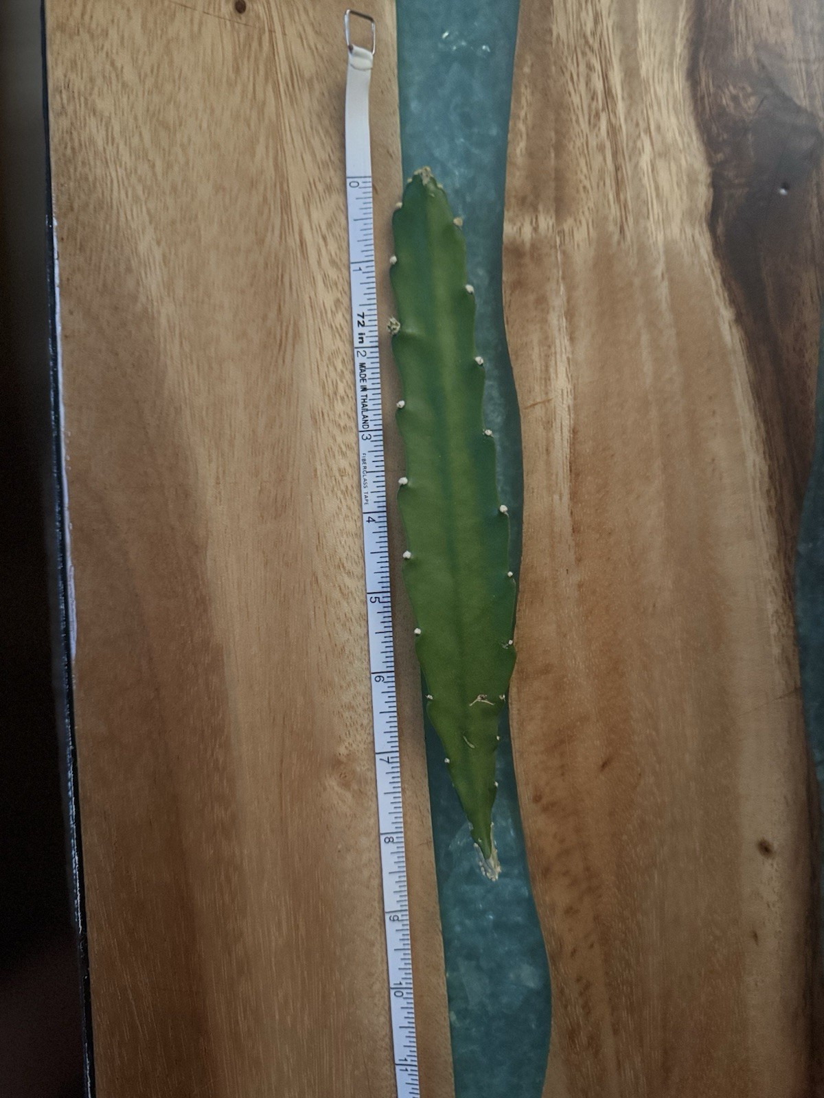 2 Epiphyllum Orchid Cactus Cuttings Unrooted. Length varies
