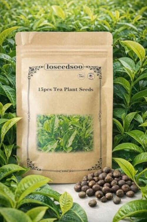 15 Tea Plant Seeds (Camellia Sinensis) – Tea Tree Seeds for Planting, Grow