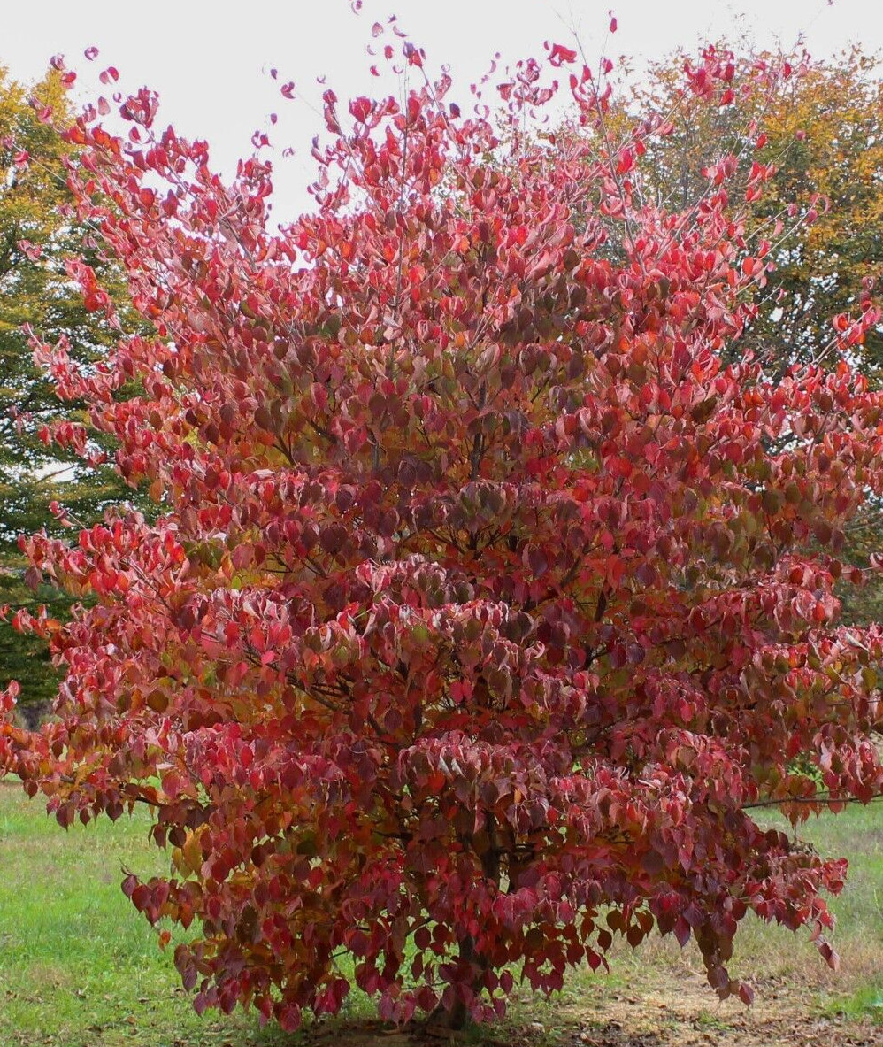 5 SEEDS Golfball Sized Fruit KOUSA DOGWOOD TREE With XL Jumbo 1.5 – 2 inch Fruit