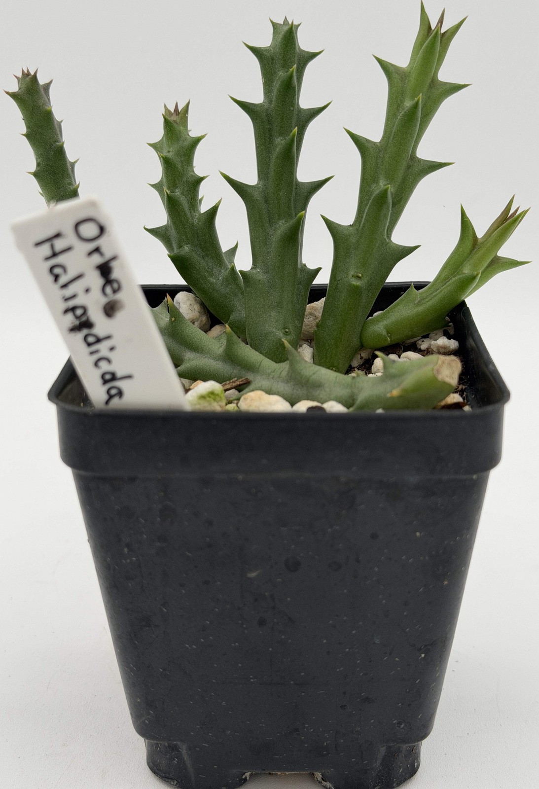 Orbea Halipedicola Yellow Flower Form Well-Rooted in 3.5″ Pot