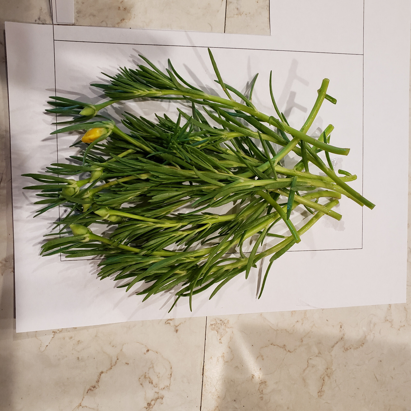 Moss Rose ( Portulaca Grandiflora ) , Neon Yellow , 10 unrooted Cutting #10
